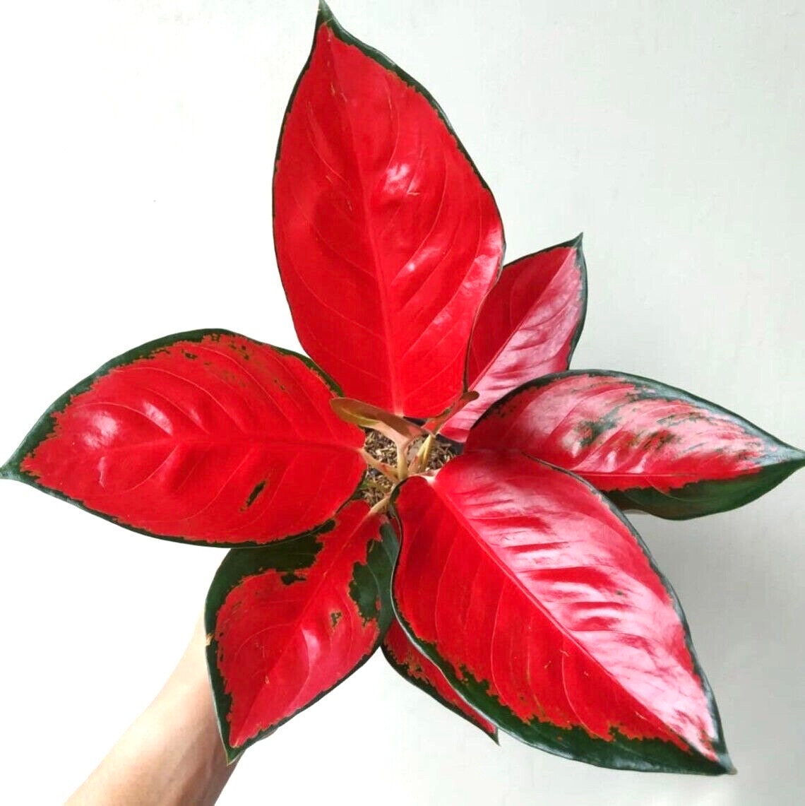 Aglaonema Suksom Thailand “Rare” 4” pot **(ALL plants require you to purchase ANY 2 plants!)**