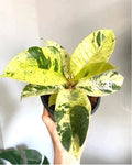 Ficus moonshine shivereana rubber tree 2” plant **(ALL plants require you to purchase ANY 2 plants!)**