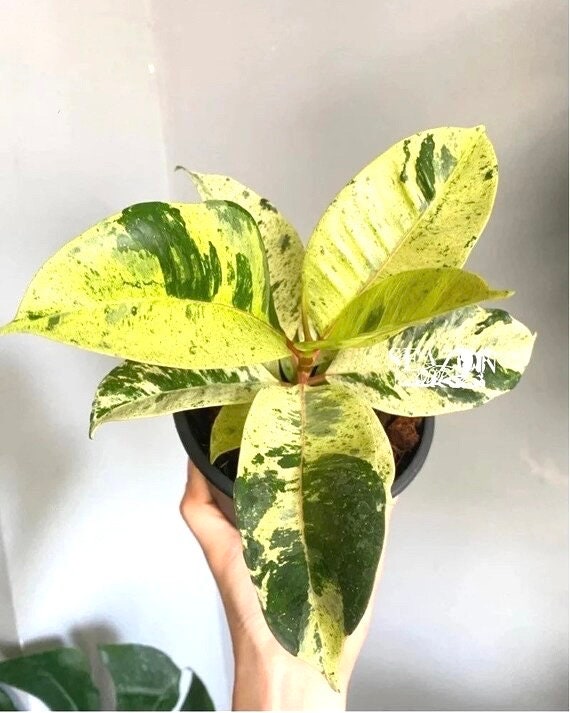Ficus moonshine shivereana rubber tree 2” plant **(ALL plants require you to purchase ANY 2 plants!)**