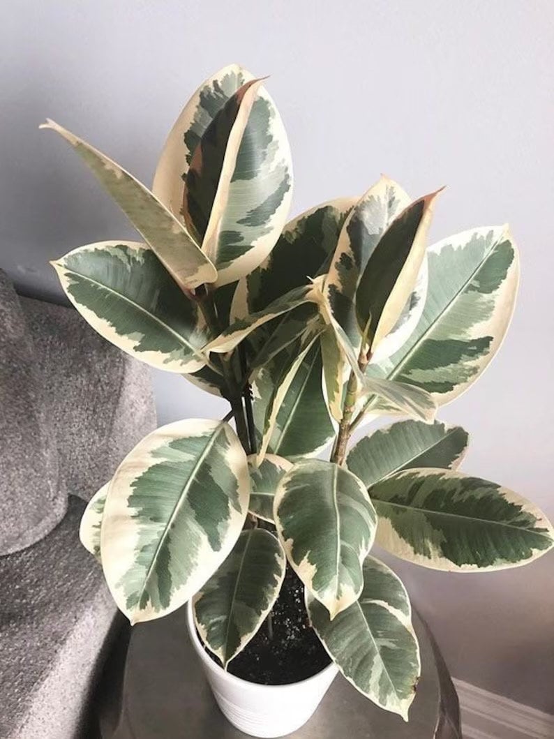 Ficus Tineke rubber tree (multi stem) starter plant **(ALL plants require you to purchase ANY 2 plants!)**