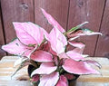 Aglaonema Favonian 4” plant **(ALL plants require you to purchase ANY 2 plants!)**
