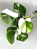 Philodendron White Wizard high variegated starter plant **(ALL plants require you to purchase ANY 2 plants!)**