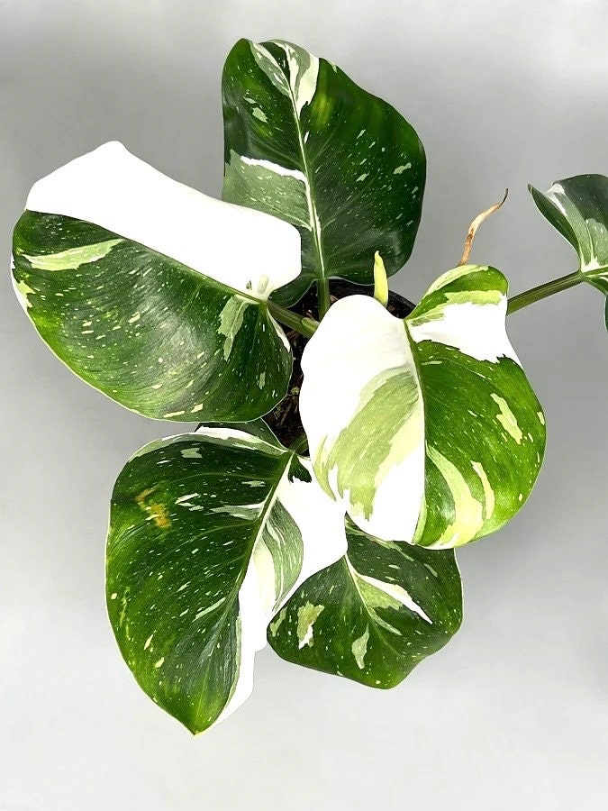 Philodendron White Wizard high variegated XL plant **(ALL plants require you to purchase ANY 2 plants!)**