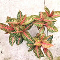 Aglaonema Sombat rare 2” plant **(ALL plants require you to purchase ANY 2 plants!)**