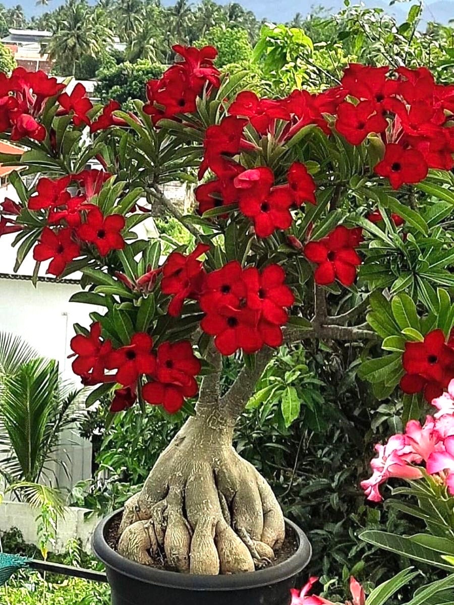 Desert rose Red adenium obesum starter plant **(ALL plants require you to purchase ANY 2 plants!)**