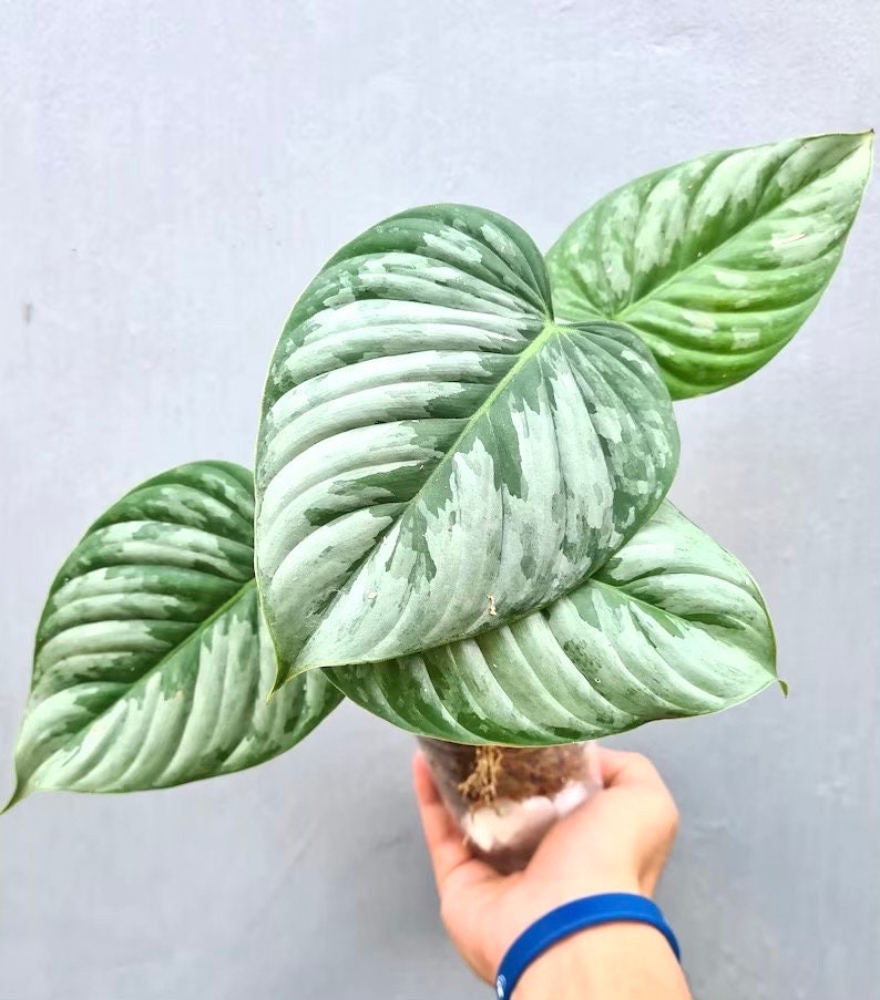 Philodendron Sodiroi 2” pot **(ALL plants require you to purchase ANY 2 plants!)**