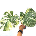 Monstera Thai Constellation starter plants (2 pack)