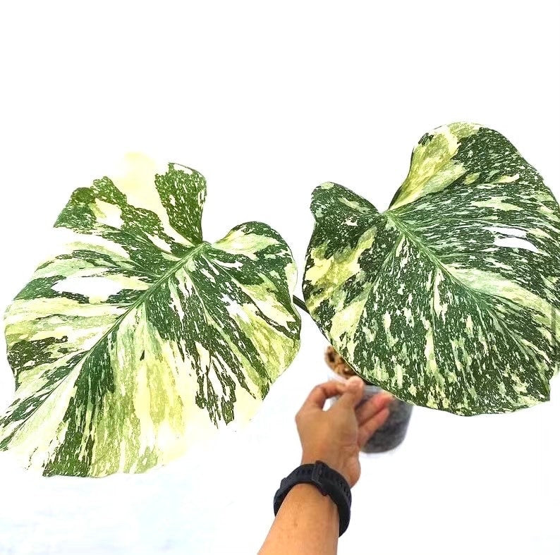 Monstera Thai Constellation starter plants (2 pack)