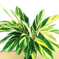 Variegated Ginger Alpina Zerumbet 4” Multistem pot **(ALL plants require you to purchase ANY 2 plants!)**