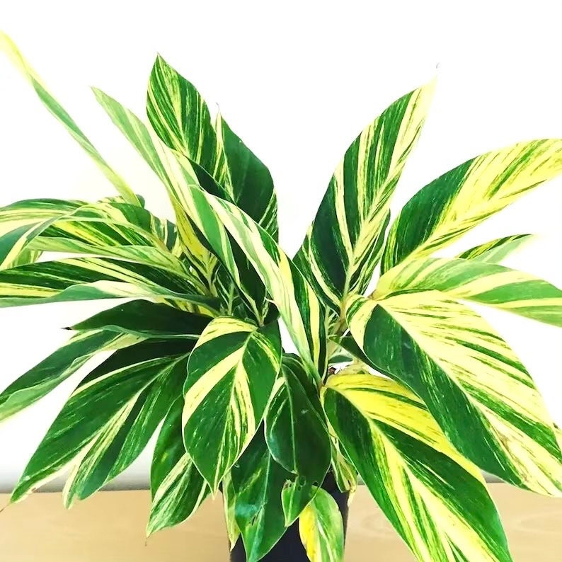 Variegated Ginger Alpina Zerumbet 2” pot **(ALL plants require you to purchase ANY 2 plants!)**