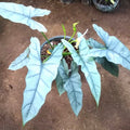 Alocasia Dragons Breath 2” plant **(ALL plants require you to purchase ANY 2 plants!)**