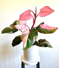 Philodendron pink princess starter plant **(ALL plants require you to purchase ANY 2 plants!)**