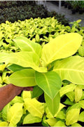 Philodendron Moonlight 2” pot **(ALL plants require you to purchase ANY 2 plants!)**