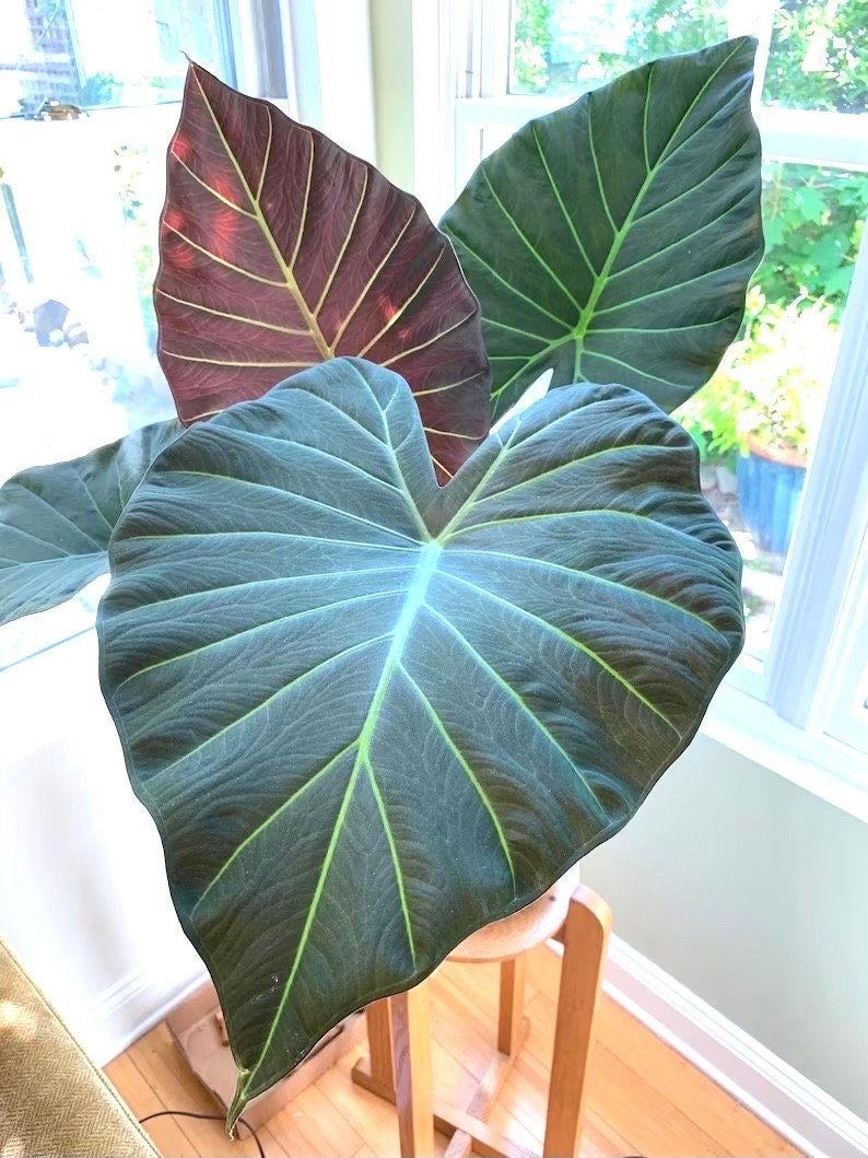 Alocasia Regal shield 2” pot **(ALL plants require you to purchase ANY 2 plants!)**