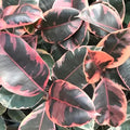 Ficus Tineke “Ruby” rubber tree 4” pot **(ALL plants require you to purchase ANY 2 plants!)**