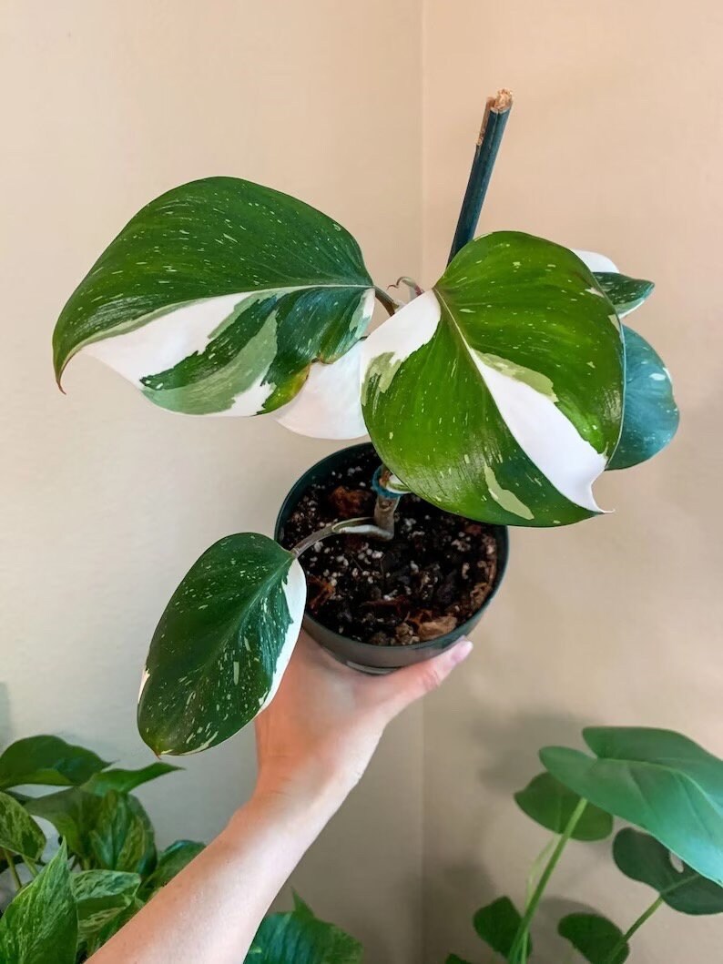 Philodendron Punctata white 4” pot **(ALL plants require you to purchase ANY 2 plants!)**