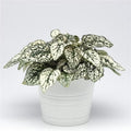 Hypoestes White starter plant **(ALL plants require you to purchase ANY 2 plants!)**