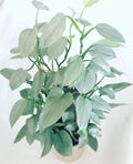 Philodendron Silver sword 2” plant **(ALL plants require you to purchase ANY 2 plants!)**