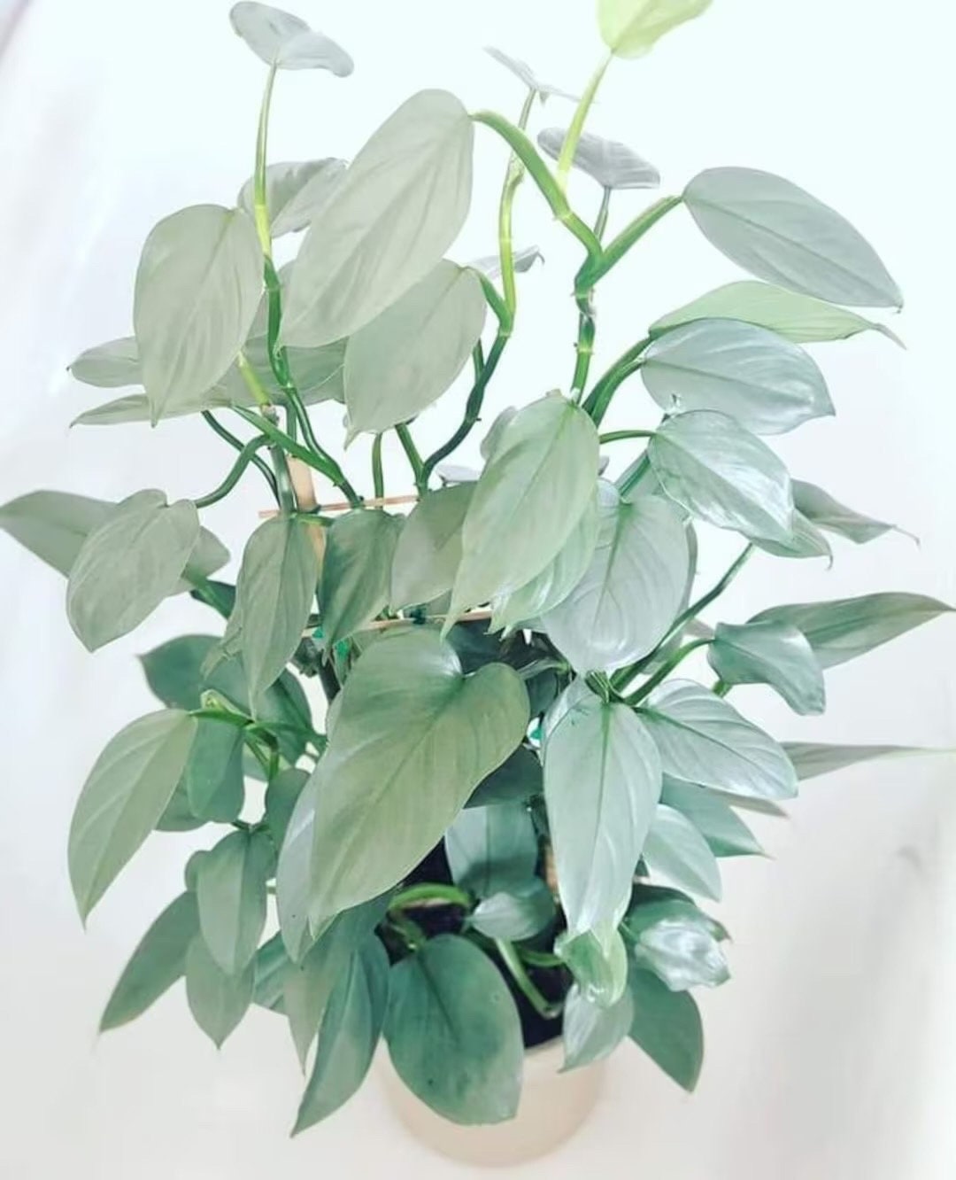 Philodendron Silver sword 4” multistem plant **(ALL plants require you to purchase ANY 2 plants!)**