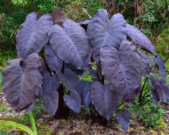 Colocasia black magic 4” pot **(ALL plants require you to purchase ANY 2 plants!)**