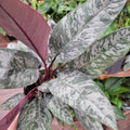 Homolamena Red sword 4” pot **(ALL plants require you to purchase ANY 2 plants!)**