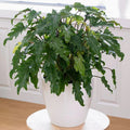 Philodendron Enzie Xanadu starter plant **(ALL plants require you to purchase ANY 2 plants!)**