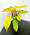 Philodendron Painted Lady 4” plant **(ALL plants require you to purchase ANY 2 plants!)**