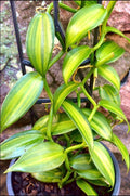 Variegated Vanilla planiforia bean jewel orchid 2” pot **(ALL plants require you to purchase ANY 2 plants!)**