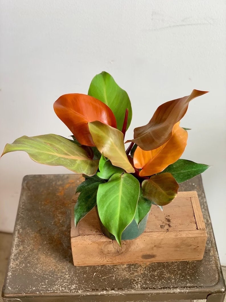 Philodendron Prince of Orange XL starter plant **(ALL plants require you to purchase ANY 2 plants!)**