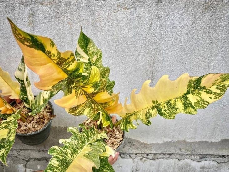 Philodendron ring of fire orange Variegated starter plant **(ALL plants require you to purchase ANY 2 plants!)**