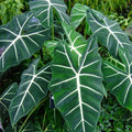 Alocasia Frydek 2” plant **(ALL plants require you to purchase ANY 2 plants!)**