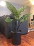 Alocasia Black stem 4” plant **(ALL plants require you to purchase ANY 2 plants!)**