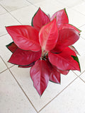 Aglaonema Suksom starter plant **(ALL plants require you to purchase ANY 2 plants!)**