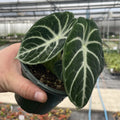 Alocasia Ninja starter plant **(ALL plants require you to purchase ANY 2 plants!)**