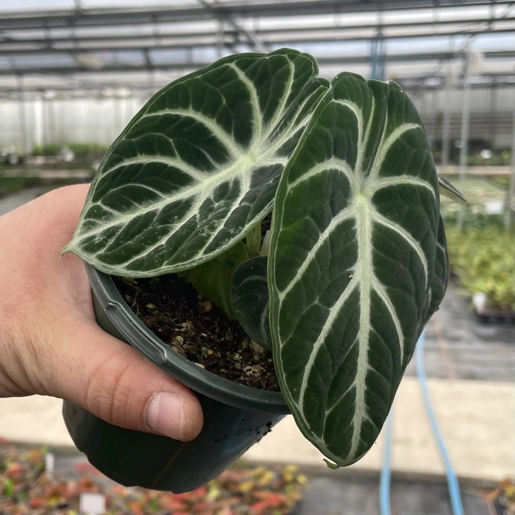 Alocasia Ninja starter plant **(ALL plants require you to purchase ANY 2 plants!)**