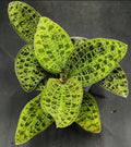 Macodes Petola jewel orchid starter plant **(ALL plants require you to purchase ANY 2 plants!)