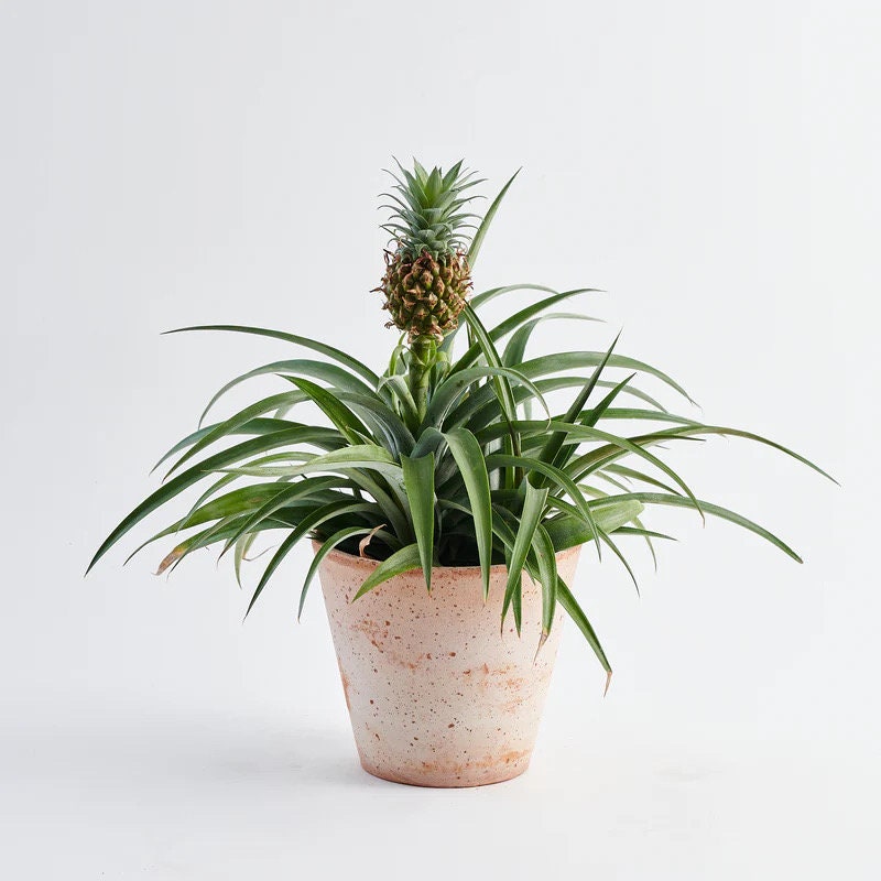 Ananas Mini me (baby pineapple) XL starter plant **(ALL plants require you to purchase ANY 2 plants!)**