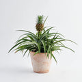 Ananas Mini me (baby pineapple) 4” plant **(ALL plants require you to purchase ANY 2 plants!)**
