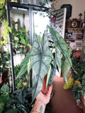 Alocasia Heterophylla Dragons Breath 4” multistem plant **(ALL plants require you to purchase ANY 2 plants!)**