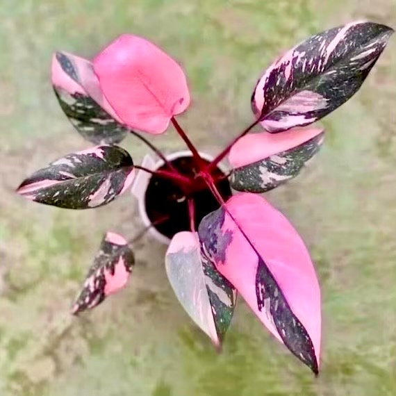 Philodendron Black cherry pink princess 2” plant **(ALL plants require you to purchase ANY 2 plants!)**