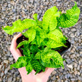 Golden Zebra bamboo fern 4” multi stem plant **(ALL plants require you to purchase ANY 2 plants!)**