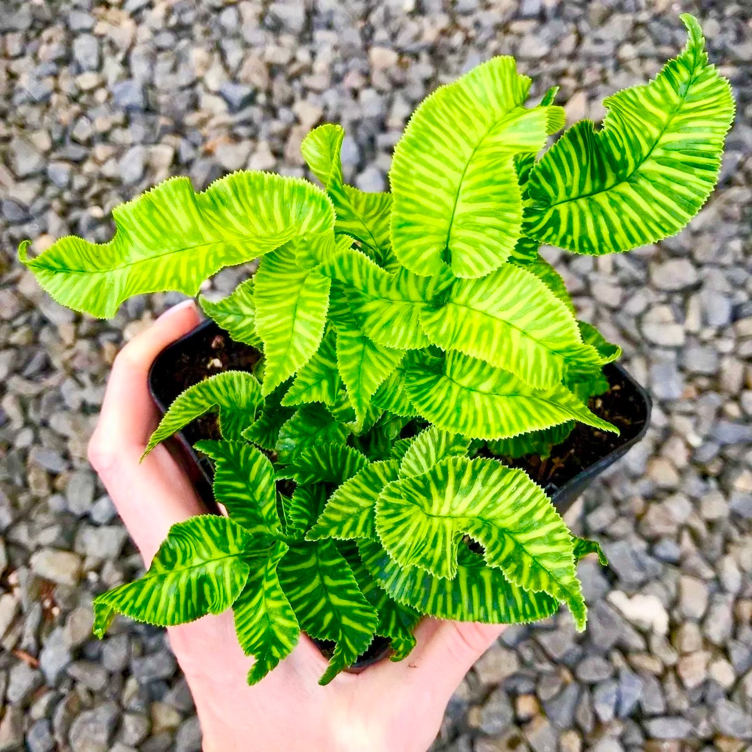 Golden Zebra bamboo fern 4” multi stem plant **(ALL plants require you to purchase ANY 2 plants!)**