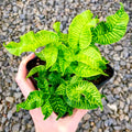 Golden Zebra bamboo fern 2” plant **(ALL plants require you to purchase ANY 2 plants!)**