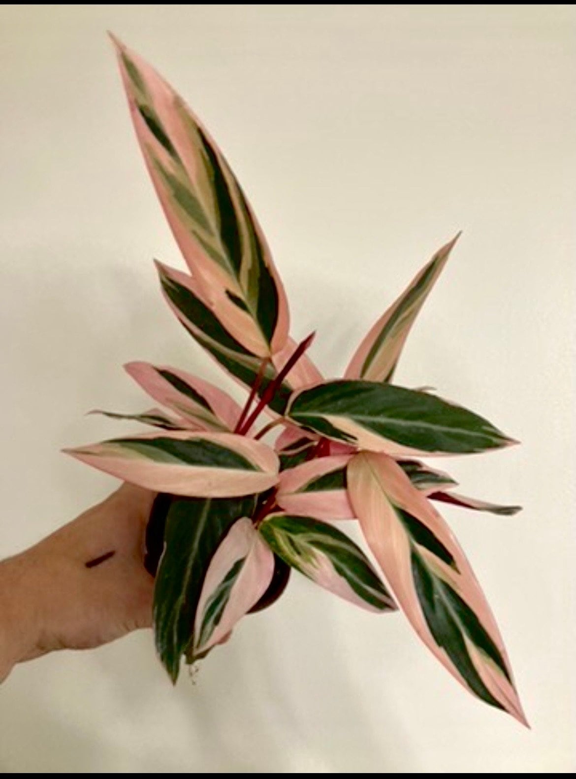 Stromanthe Triostar 2” starter plant **(ALL plants require you to purchase ANY 2 plants!)**