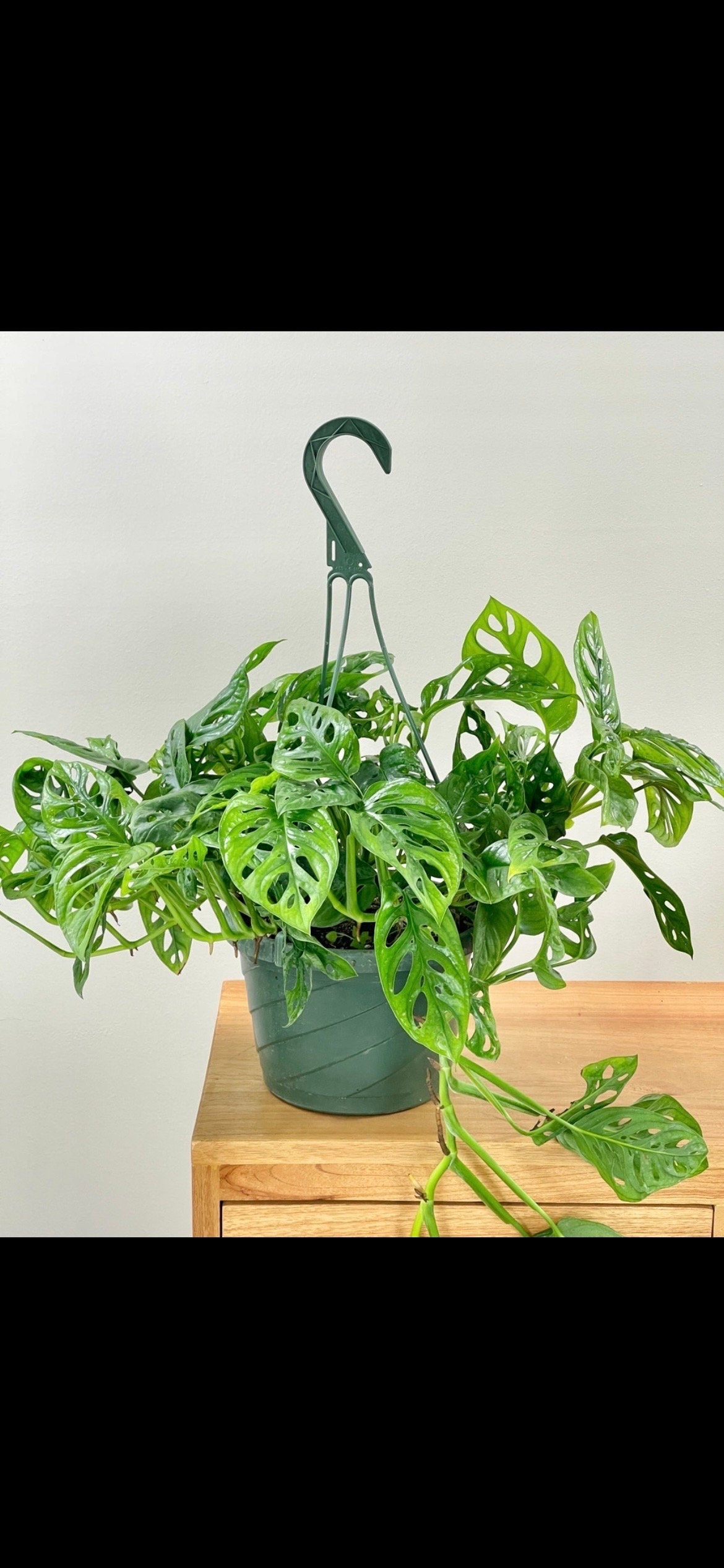 Monstera adansonii Vining starter plant **(ALL plants require you to purchase ANY 2 plants!)**