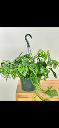 Monstera adansonii starter plant **(ALL plants require you to purchase ANY 2 plants!)**
