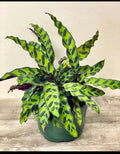Calathea lancifolia rattlesnake 4” pot **(ALL plants require you to purchase ANY 2 plants!)**
