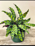 Calathea lancifolia rattlesnake 2” plant **(ALL plants require you to purchase ANY 2 plants!)**