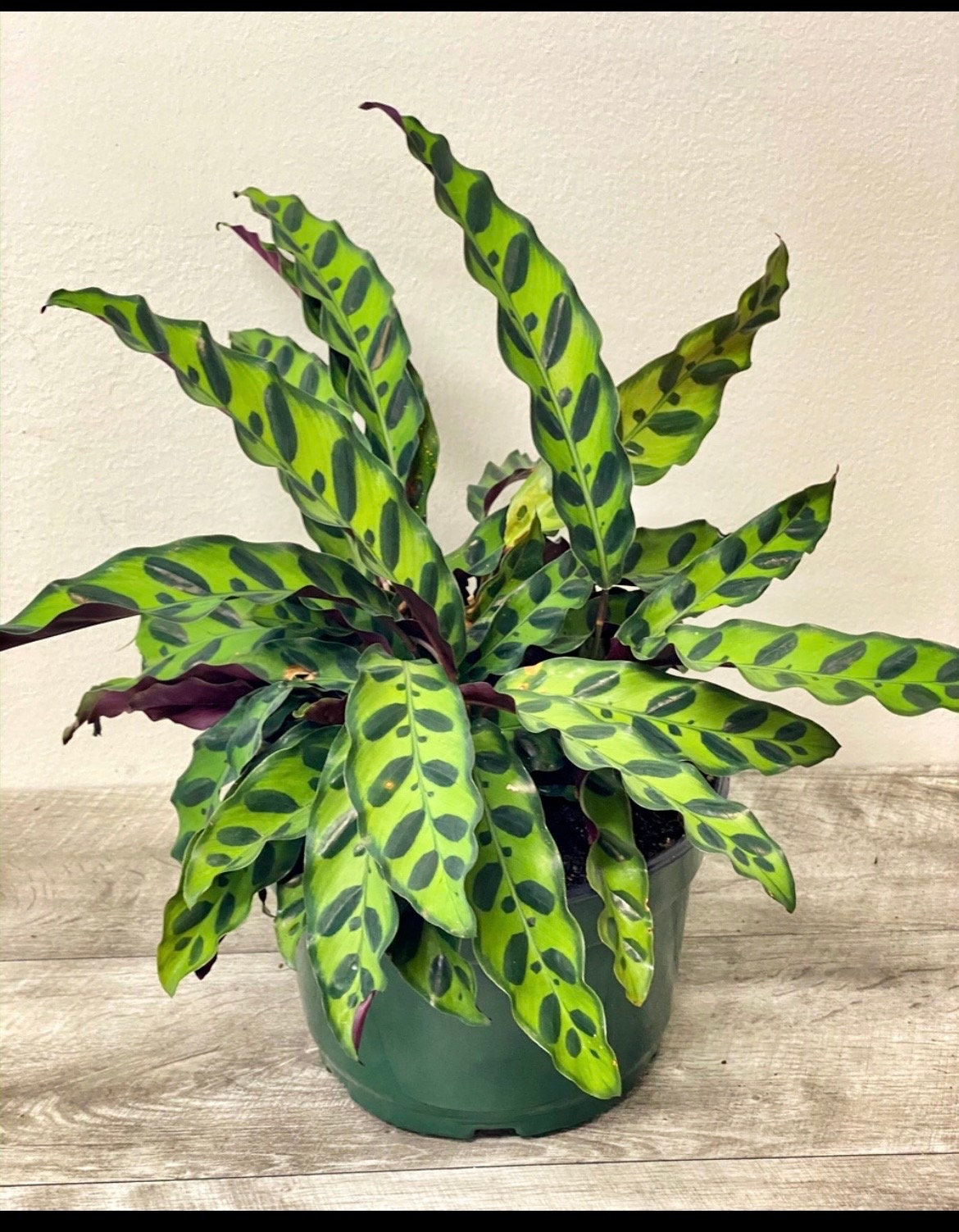 Calathea lancifolia rattlesnake 2” plant **(ALL plants require you to purchase ANY 2 plants!)**