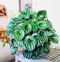 Peperomia watermelon starter plant **(ALL plants require you to purchase ANY 2 plants!)**